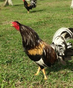 brassback butcher gamefowl for sale
