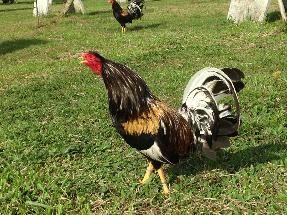 460045537_3927865977441701_3025024985612225125_n brassback butcher gamefowl for sale