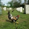 brassback butcher gamefowl for sale1