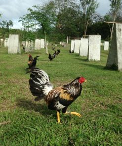 brassback butcher gamefowl for sale1