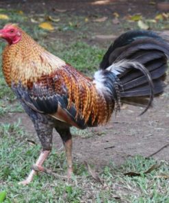 dom gamefowl for sale1