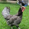 blue andalusian chickens for sale
