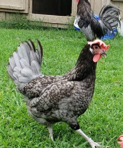 blue andalusian chickens for sale