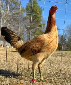 Green Legged Sweater Gamefowl