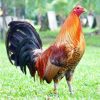 red quill gamefowl