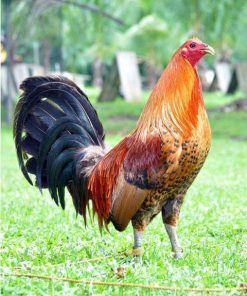 red quill gamefowl