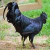 kadaknath chickens for sale