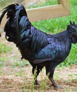 kadaknath chickens for sale