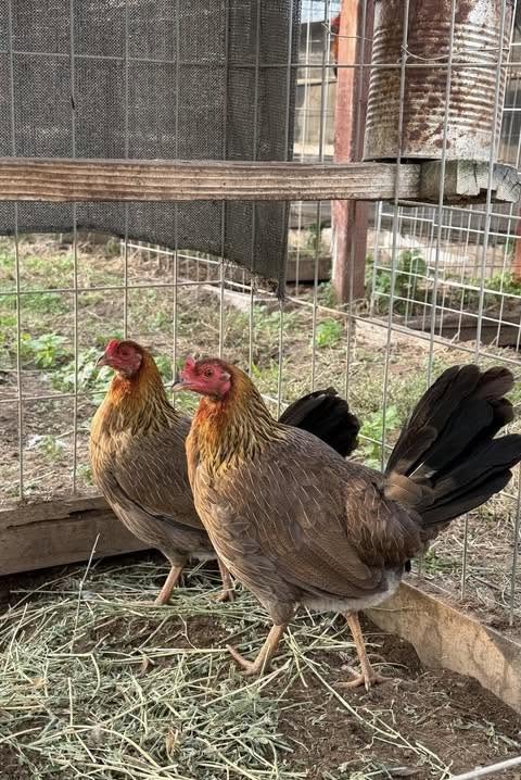 Purebred Sweater Gamefowl Purebred Sweater Gamefowl