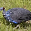 vulturine guinea fowl for sale 2