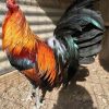 Green Legged Sweater Gamefowl 1