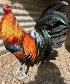 Green Legged Sweater Gamefowl 1