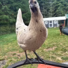 zombie chicken for sale
