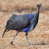 vulturine guinea fowl for sale 1