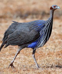 vulturine guinea fowl for sale 1