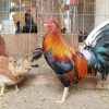 Kearney Whitehackle Gamefowl for sale