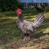 blue andalusian chickens for sale 1