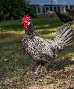 blue andalusian chickens for sale 1