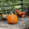 sicilian buttercup chickens for sale