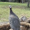 pearl grey guinea fowl for sale 1