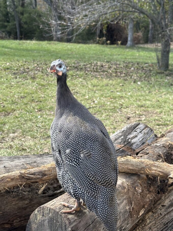 Annette-Spencer9Pearl-guinea-scaled-680x907 pearl grey guinea fowl for sale 1