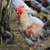 bielefelder chicken for sale