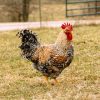 bielefelder chicken for sale 1