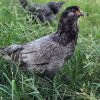 blue ameraucana chicken for sale