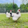 columbian wyandotte chickens for sale