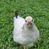 columbian wyandotte chickens for sale