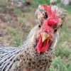 cream legbar chickens for sale 2