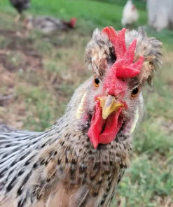 cream legbar chickens for sale 2