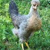 cream legbar chickens for sale 1