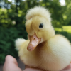 white crested duck for sale 1