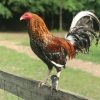 dom gamefowl for sale