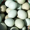 easter egger hatching eggs for sale 1