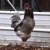 easter egger hatching eggs for sale 2