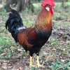 brown leghorn chickens for sale