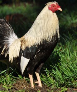 Flarry Eye Grey Gamefowl