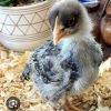 sapphire gem chicken for sale