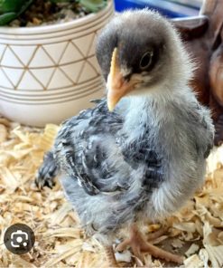 sapphire gem chicken for sale