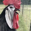 white faced spanish chickens for sale 1