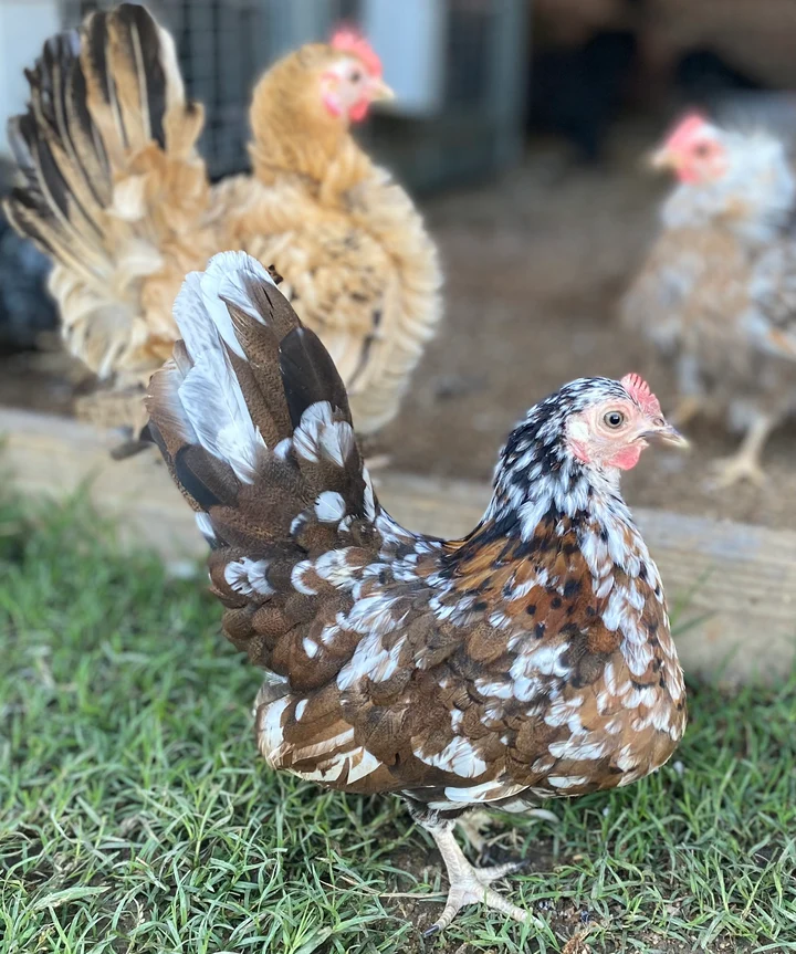 Buy purebred American Serama hens online Buy purebred American Serama hens online