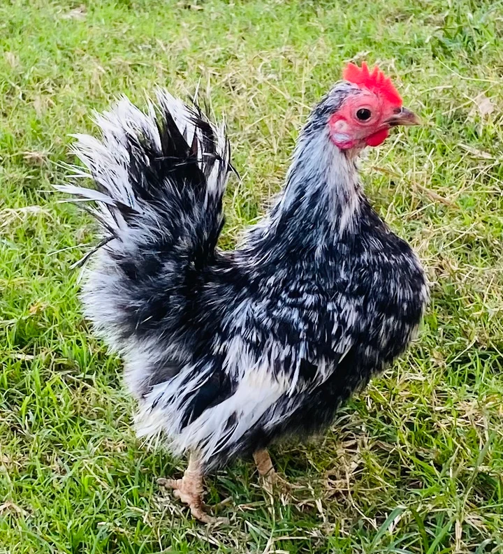 IMG_4285_720x Buy purebred American Serama hens online 1