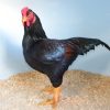 indian game chickens for sale1