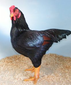 indian game chickens for sale1