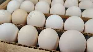 Buy fertile Lakenvelder hatching eggs online Buy fertile Lakenvelder hatching eggs online