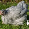 pekin bantam hens for sale