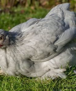 pekin bantam hens for sale