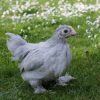 pekin bantam hens for sale 1